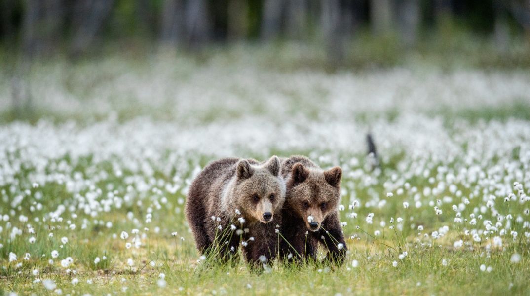 Γιατί η Σλοβακία ενέκρινε την πώληση κρέατος καφέ αρκούδας για ευρεία κατανάλωση