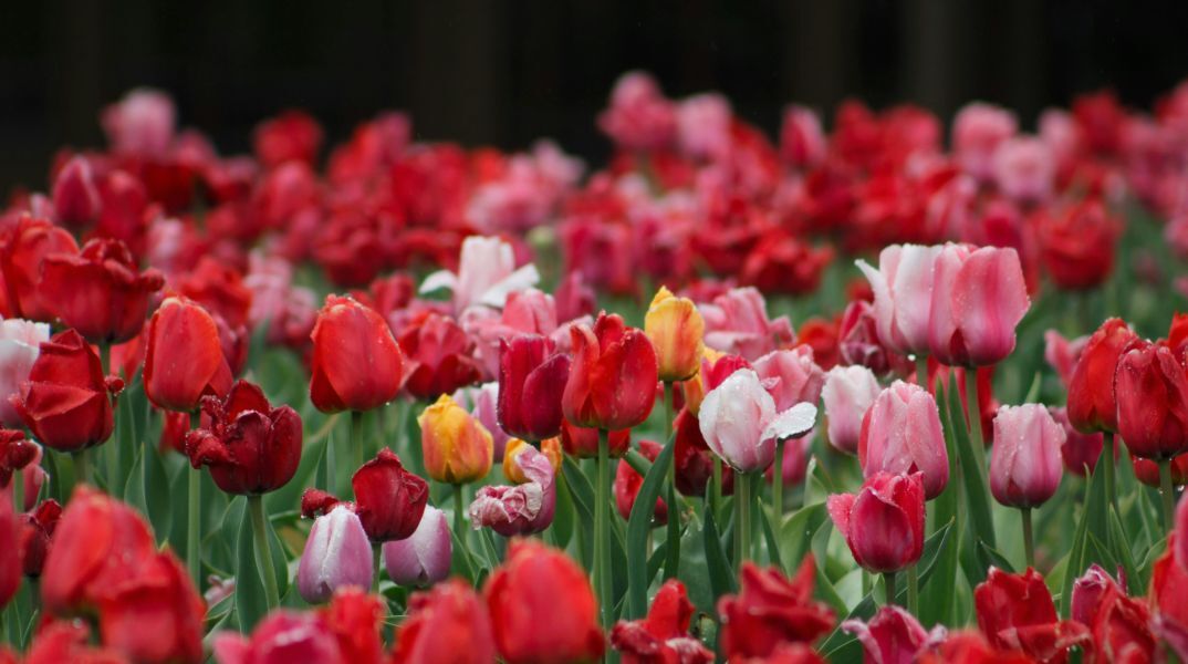 Εορτολόγιο: Σήμερα 30 Μαΐου 2025 γιορτάζει…