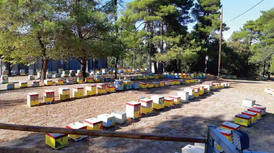 Μέλι Ταΰγετου