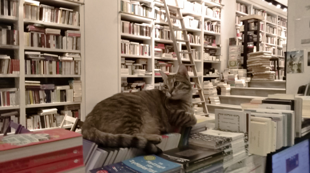 Μία γατούλα πάνω στα βιβλία στο βιβλιοπωλείο Επί Λέξει