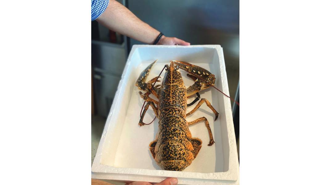 Αxinos Seafood Restaurant: Φρέσκα ψάρια και  θαλασσινά δίπλα  στο κύμα 