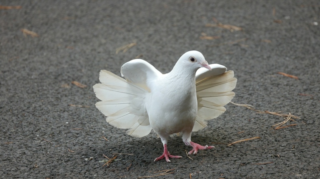 Λευκό περιστέρι 