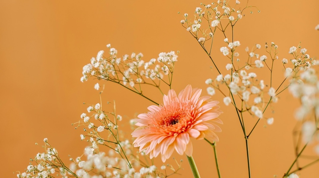 Λουλούδι σε πορτοκαλί φόντο