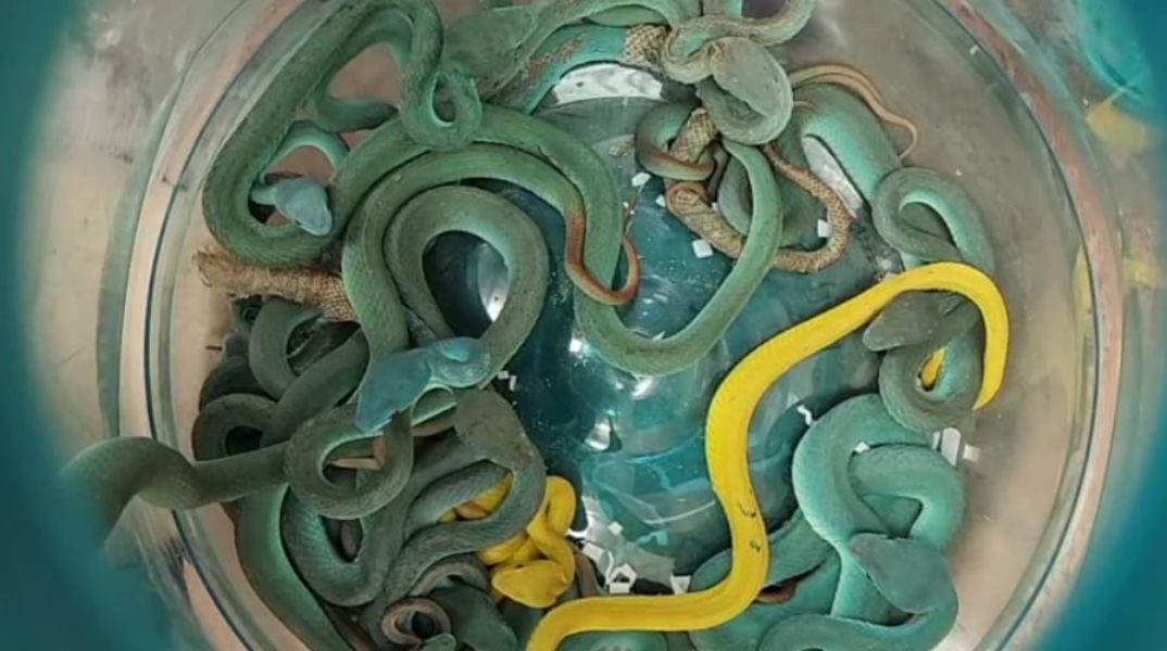 Ινδός συνελήφθη στο αεροδρόμιο της Βομβάης με 47 σπάνια και δηλητηριώδη ερπετά στις αποσκευές του, παραβιάζοντας τους νόμους προστασίας άγριας ζωής.