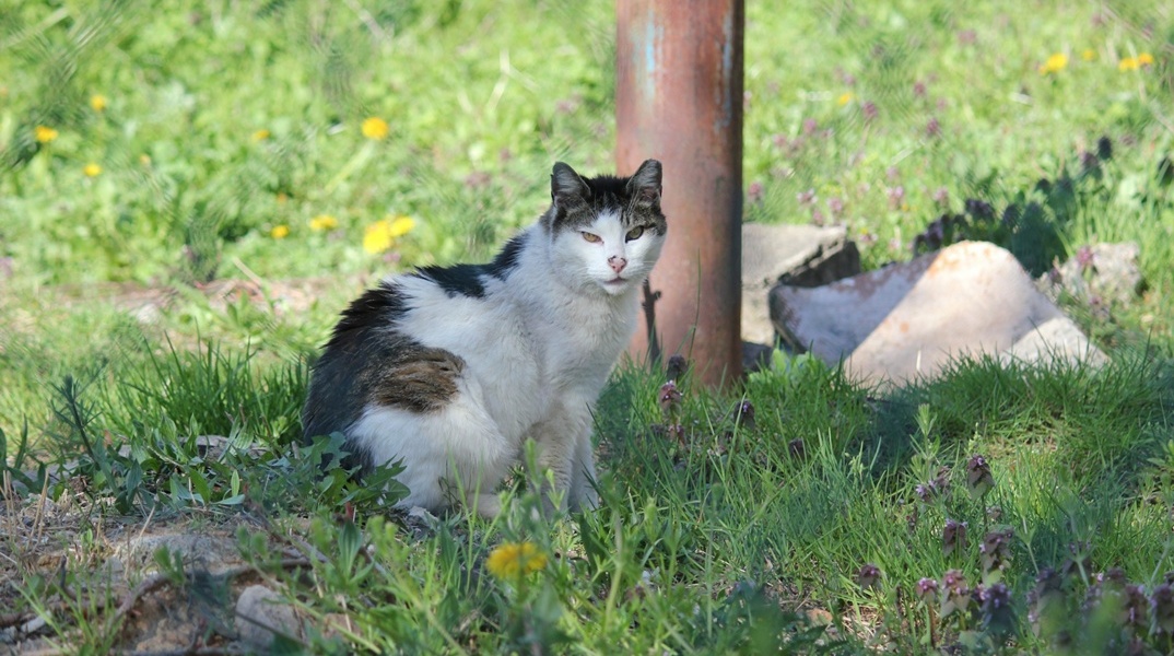 Αδέσποτη γάτα