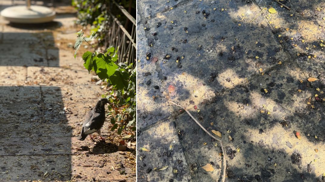 «Χαμένη ευκαιρία» η Πλατεία Ραλλούς Μάνου - Καταγγελία της επιχειρηματία Φωτεινής Παντζιά αποκαλύπτει μια δυσάρεστη εικόνα για το κέντρο της πόλης