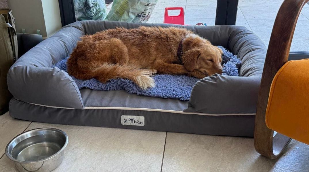 Η Άμπερ, μια σκυλίτσα που αγνοούνταν επί 36 ημέρες, επέστρεψε μετά από ταξίδι 160 χλμ. και κολύμπι σε νησί - Το χρονικό της περιπλάνησής της