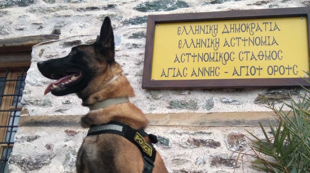 Όσκαρ, ο σκύλος περιπολίας της ΕΛ.ΑΣ. βγαίνει στη σύνταξη - Οι υποθέσεις στις οποίες συμμετείχε