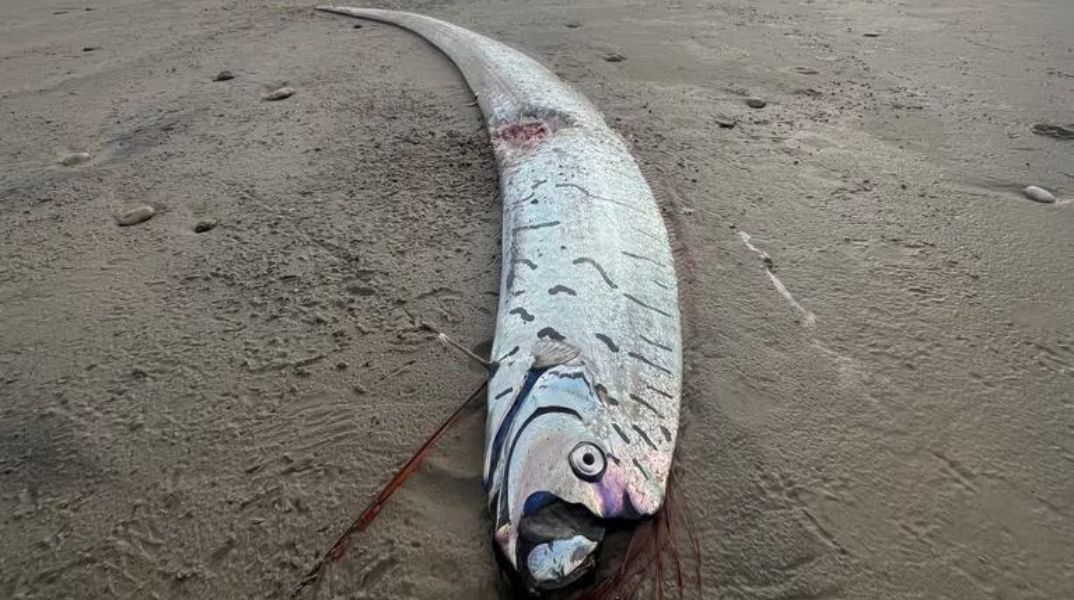 Σπάνιο ψάρι μήκους 3 μέτρων ξεβράστηκε στη δυτική Τασμανία, προκαλώντας θαυμασμό και επιστημονικό ενδιαφέρον - Οι θρύλοι που το συνοδεύουν
