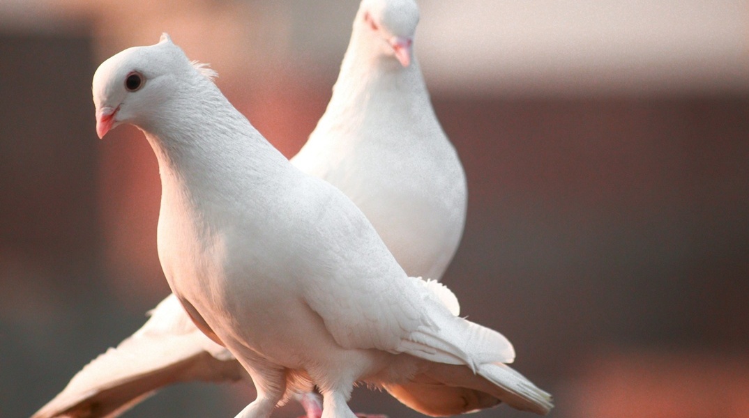 Λευκά περιστέρια
