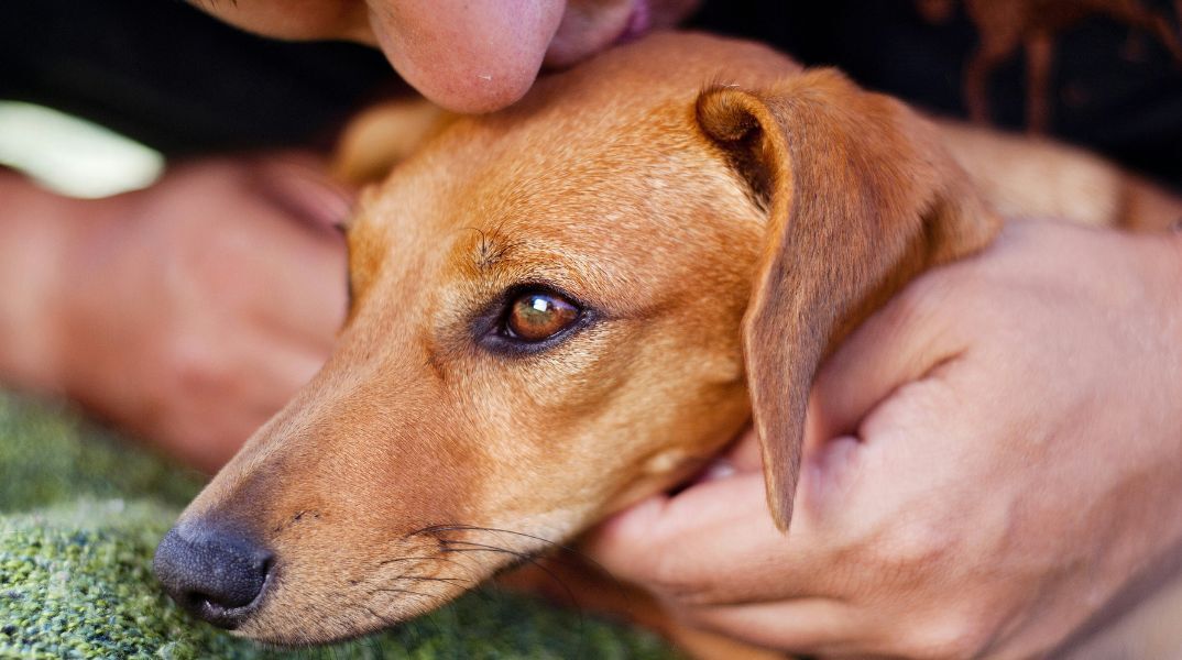 Έρευνες: Η συμβίωση με κατοικίδια ζώα ενισχύει το ανοσοποιητικό, μειώνει αλλεργίες και αυτοάνοσα, κυρίως όταν η επαφή ξεκινά από την παιδική ηλικία.