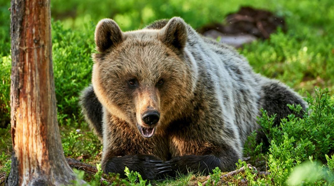 Δράμα: Δε φανταζόμουν ότι η αρκούδα ήταν τόσο κοντά - Ο ορειβάτης που σώθηκε περιγράφει τι συνέβη 