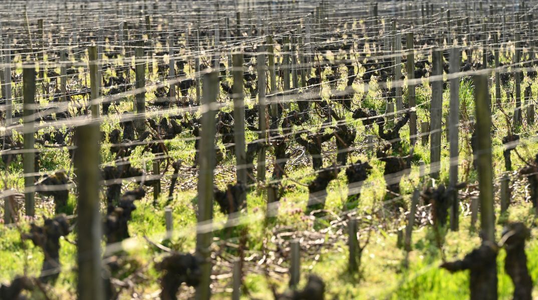 Δίκη για εμπορία ανθρώπων στη Γαλλία: Δεκάδες μετανάστες εργάστηκαν υπό απάνθρωπες συνθήκες στον τρύγο σαμπάνιας του 2023.