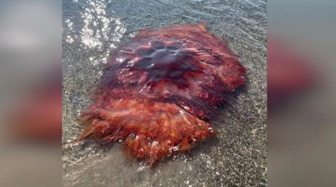 Γιγάντια μέδουσα με πλοκάμια 30 μέτρων ξεβράστηκε στο Μέιν των ΗΠΑ - Οι αρχές προειδοποιούν για τσιμπήματα και καλούν τους λουόμενους να μείνουν μακριά