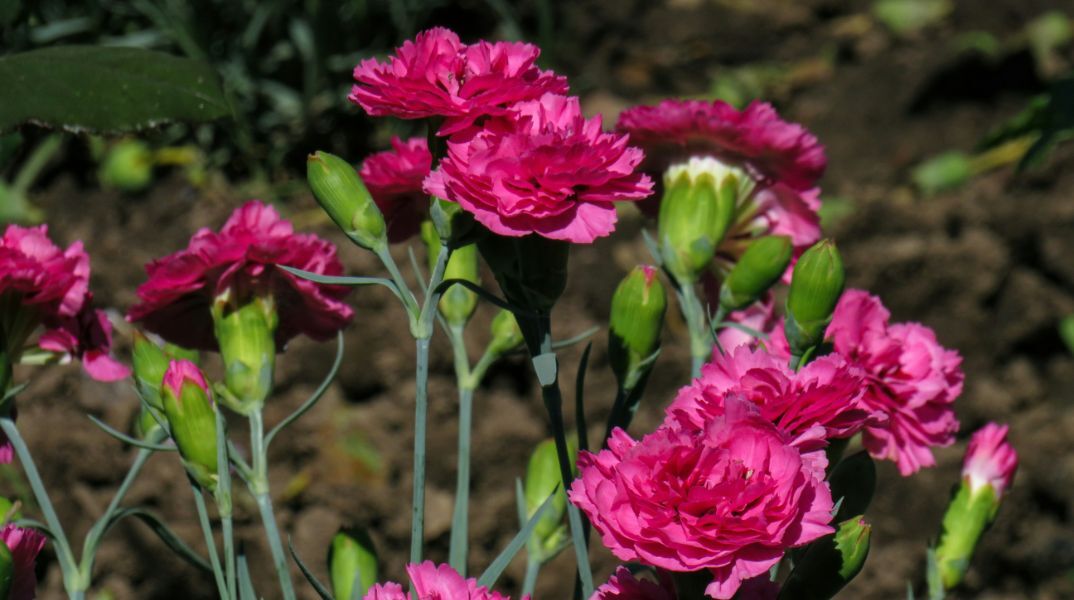 Εορτολόγιο: Σήμερα 1η Ιουλίου 2025 γιορτάζει...