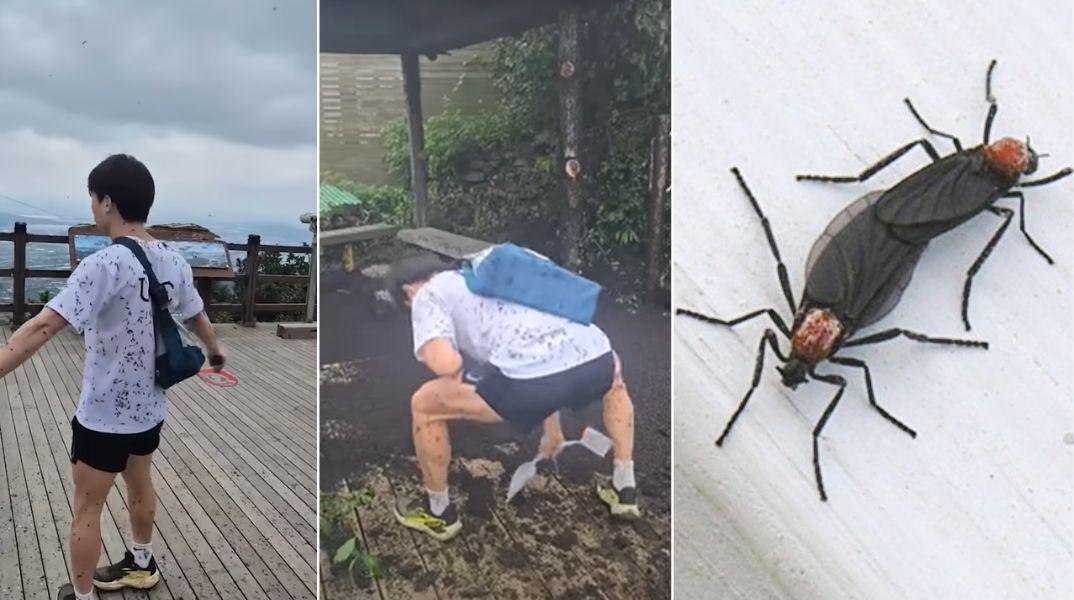 Νότια Κορέα: «Ερωτοέντομα» κατακλύζουν τη Σεούλ λόγω της κλιματικής κρίσης - Οι ειδικοί διχάζονται για τη διαχείριση, οι πολίτες εκφράζουν δυσαρέσκεια.