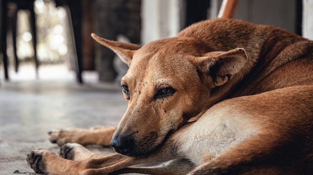Αδέσποτο σκυλί