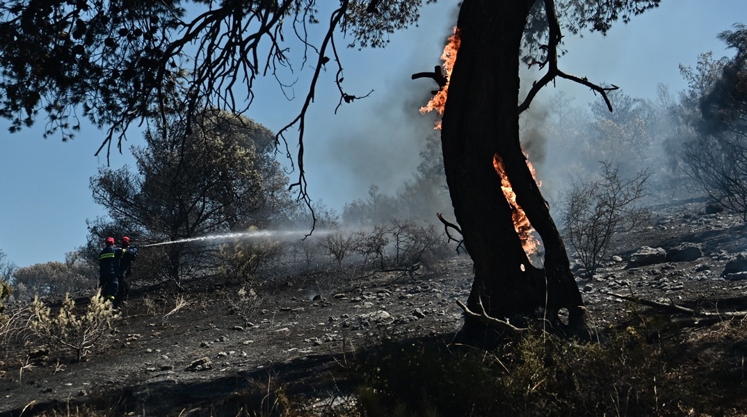 Δέντρο που καίγεται