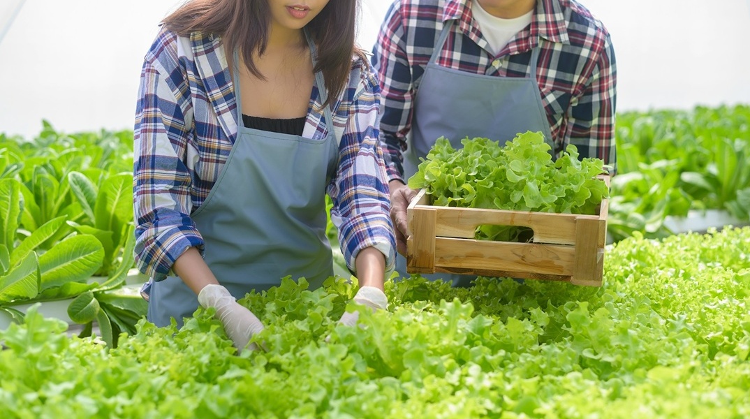 Άτομα βάζουν μαρούλια σε τελάρα