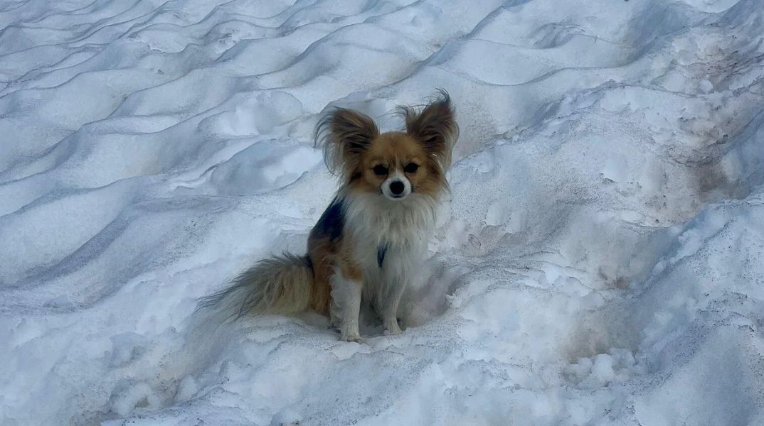 Ελβετία: Μικρός σκύλος έσωσε τον ιδιοκτήτη του που είχε πέσει σε παγετώνα στις Άλπεις - Μεταφέρθηκαν και οι δύο σε νοσοκομείο.