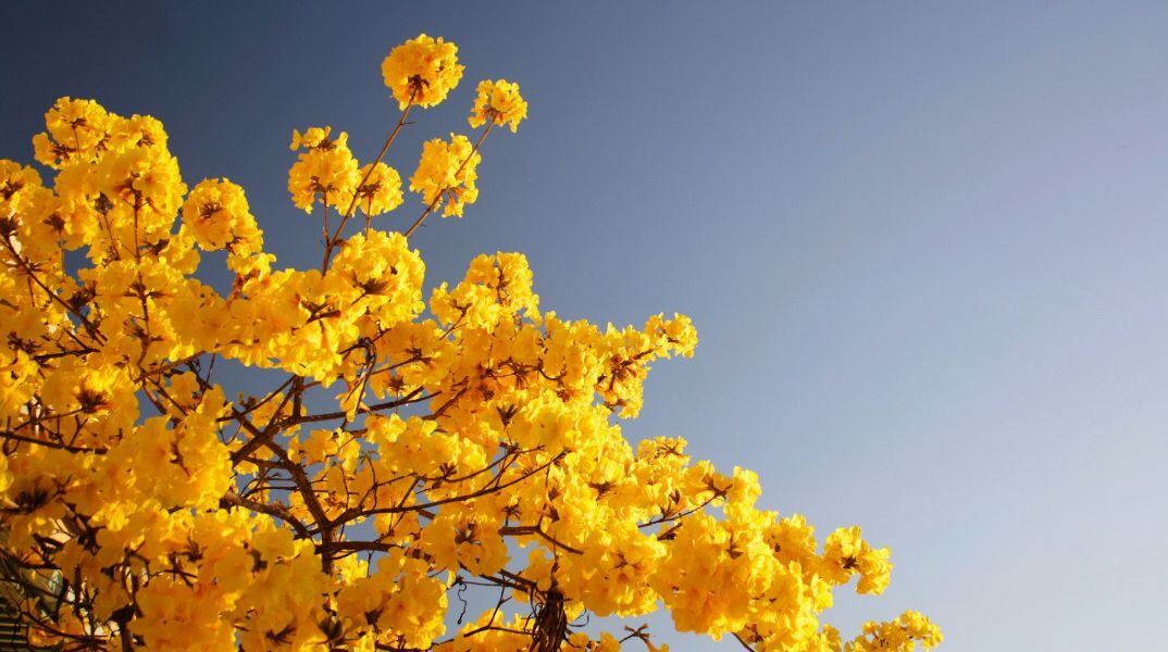 Εορτολόγιο: Σήμερα 10 Ιουλίου 2025 γιορτάζει…