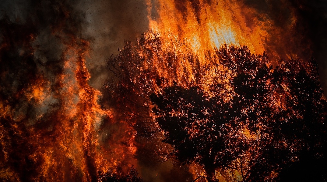 Φωτιά σε δέντρα