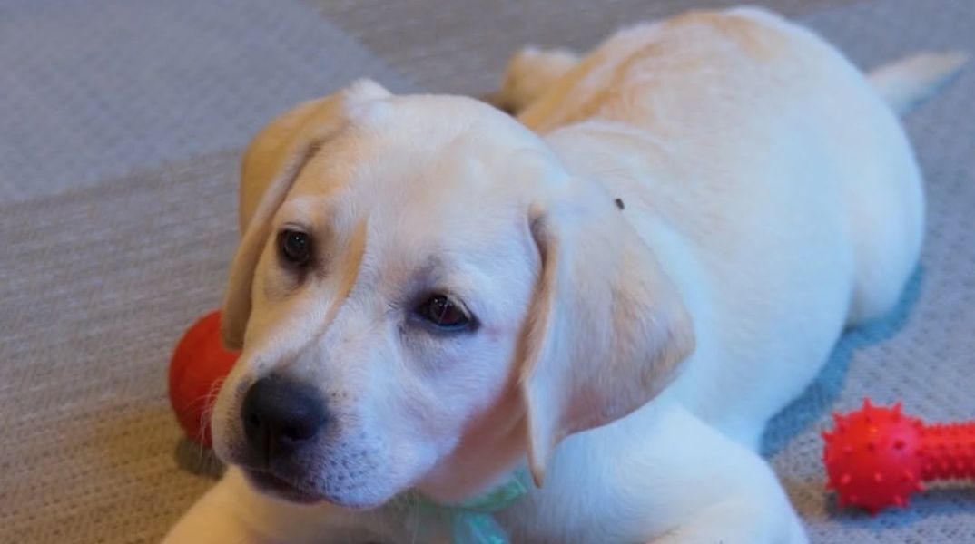 Η LAMDA «υιοθετεί» τη Λάμδα, έναν σκύλο-οδηγό μέσω του προγράμματος Liberty Dogs, ενισχύοντας την κοινωνική ευθύνη με πράξεις ζωής και ουσίας.