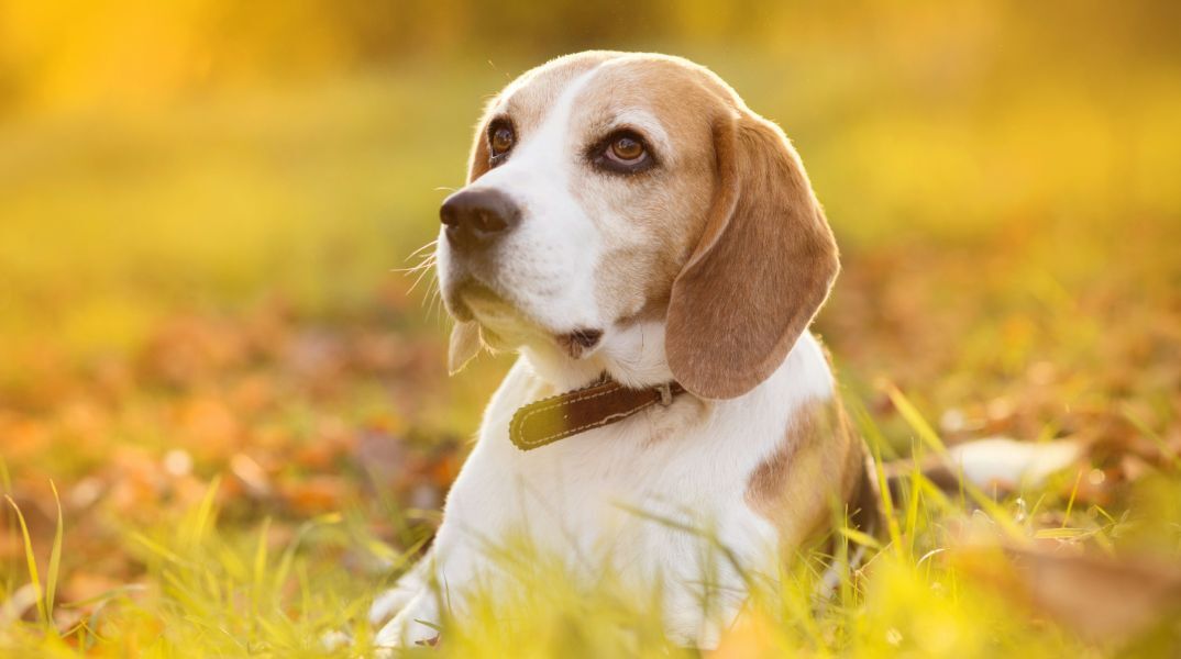 Ποιοι σκύλοι κινδυνεύουν περισσότερο από θερμοπληξία το καλοκαίρι - και τι να κάνετε για να τα προστατέψετε