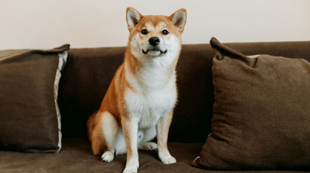 Τι πραγματικά βλέπουν οι σκύλοι παρακολουθώντας τηλεόραση;