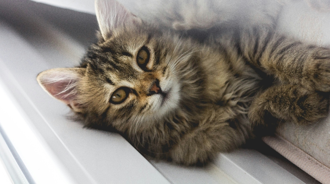 Η γάτα που γύρισε σπίτι μετά από 13 χρόνια 