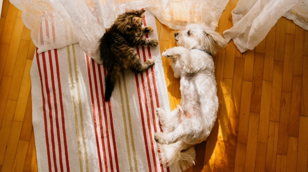 Κατοικίδια