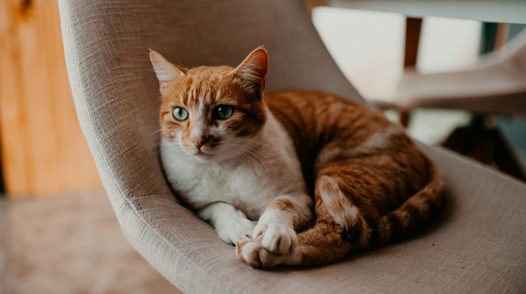 Μπορεί να έχει άγχος η γάτα σας; Ναι - Όσα δεν σας λέει αλλά σας δείχνει