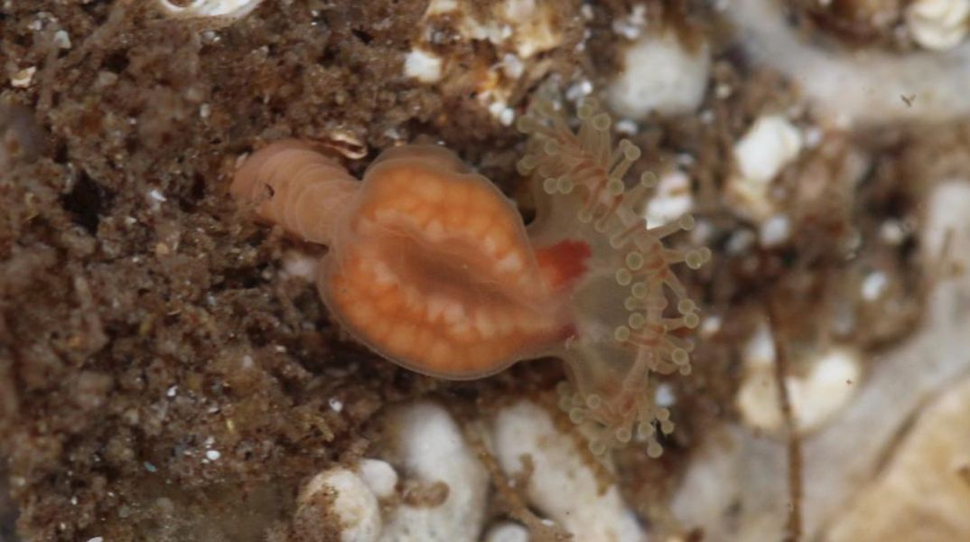 Μέδουσα Depastrum cyathiforme που είχε να εμφανιστεί από το 1976 βρέθηκε ζωντανή σε βράχια της Σκωτίας - Ελπίδες για σταθερό πληθυσμό.