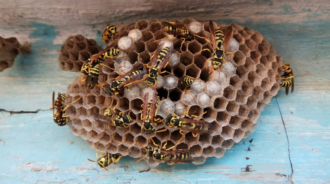 Ραδιενεργή σφηκοφωλιά εντοπίστηκε στις ΗΠΑ 