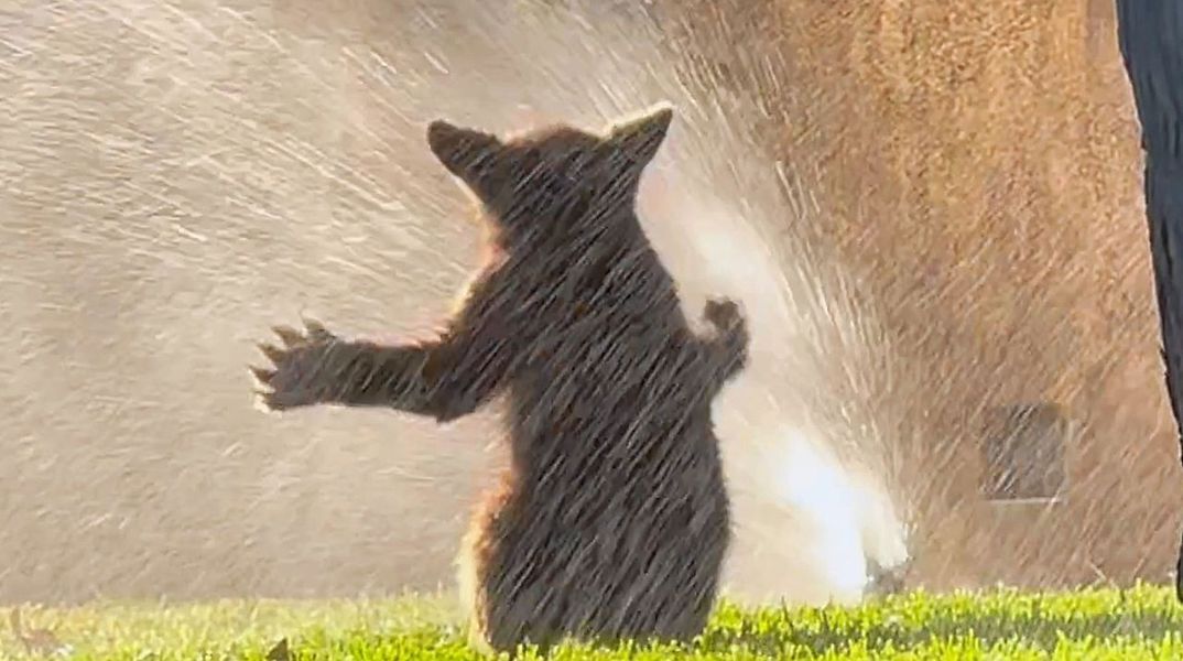 Αρκουδάκι δροσίζεται σε ποτιστικά στην Καλιφόρνια και συγκινεί - Η μητέρα του εμφανίστηκε λίγο μετά - Το περιστατικό καταγράφηκε σε βίντεο.