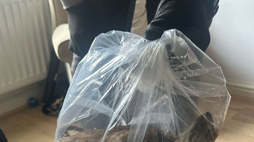 Αρουραίος - γίγας 56 εκατοστών εντοπίστηκε από συνεργείο απεντόμωσης σε σπίτι στη Βρετανία, πυροδοτώντας ανησυχίες για έξαρση τρωκτικών