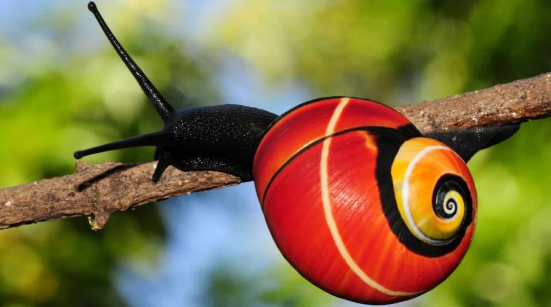 Τα σαλιγκάρια Polymita απειλούνται με εξαφάνιση λόγω της σπάνιας ομορφιάς τους - Διεθνής ομάδα προσπαθεί να τα διασώσει και να αποκωδικοποιήσει το DNA τους.