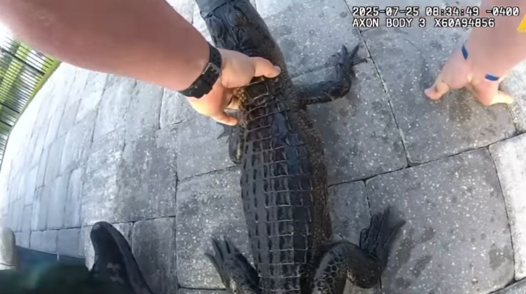 Αστυνομικός στη Φλόριντα έπιασε με γυμνά χέρια αλιγάτορα από πισίνα - Το ερπετό μεταφέρθηκε στο πίσω κάθισμα περιπολικού σε κοντινή λίμνη.