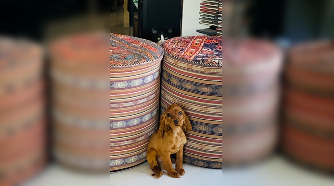 Φέτος απέκτησα σκύλο, τη Μαμζέλ