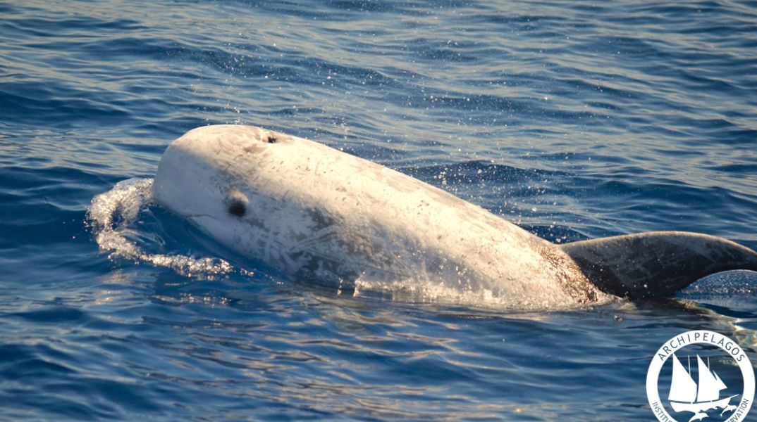 Το Ινστιτούτο Αρχιπέλαγος κατέγραψε σταχτοδέλφινο στην τάφρο της Ικαρίας - Το σπάνιο αυτό είδος απειλείται από την υπεραλίευση και τη ρύπανση.