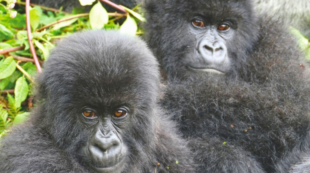 Έρευνα: Θηλυκοί γορίλες στη Ρουάντα αναζητούν παλιές φίλες όταν αλλάζουν ομάδα, δείχνοντας πόσο βαθιές είναι οι κοινωνικές τους σχέσεις.