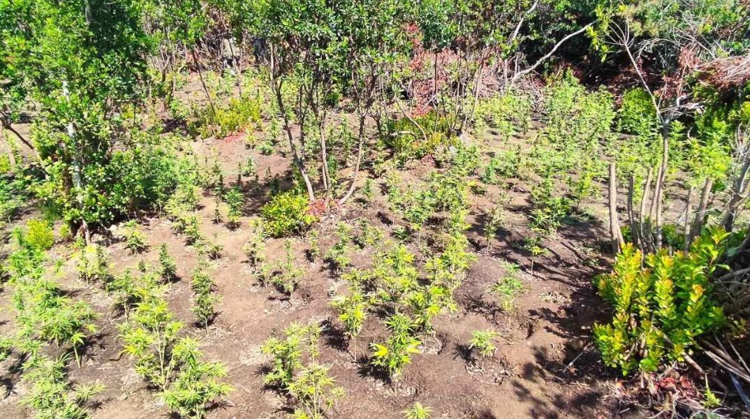 Μεγαλέμπορος ναρκωτικών καλλιεργούσε χασισόδενδρα σε Αιτωλοακαρνία και Λακωνία και διακινούσε το προϊόν σε κοσμοπολίτικο νησί του Αιγαίου - 1,3 εκατ. τα κέρδη