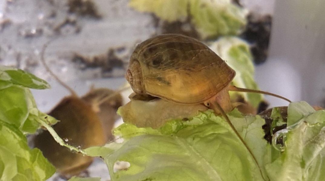 Το σαλιγκάρι Pomacea canaliculata αναγεννά πλήρως τα μάτια του - Νέα μελέτη εξετάζει αν αυτή η ικανότητα μπορεί να εφαρμοστεί στον άνθρωπο.