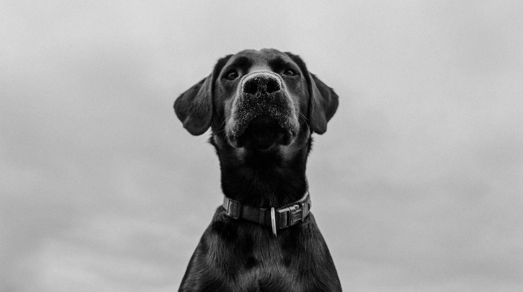 Συνελήφθη άνδρας που κατηγορείται για θανάσιμο τραυματισμό σκύλου με καραμπίνα σε οικισμό της Ξάνθης - Κατασχέθηκαν όπλο και φυσίγγια