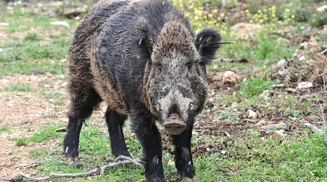 Αγριογούρουνο