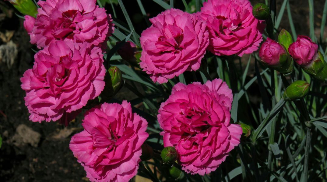 Εορτολόγιο: Σήμερα 14 Αυγούστου 2025 γιορτάζει…