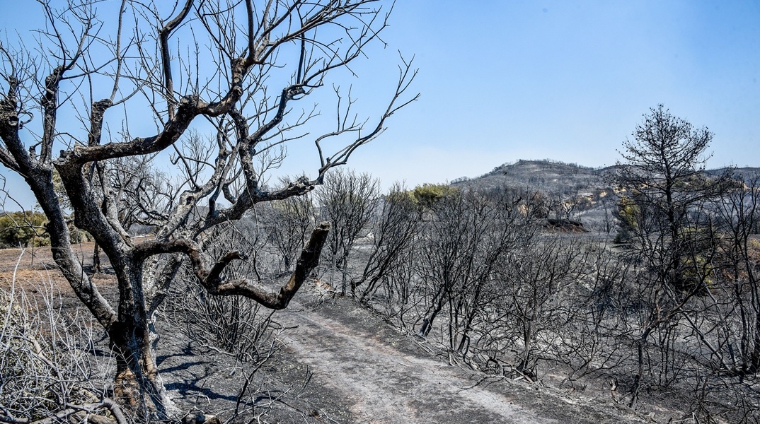 Καμένα από τη φωτιά στην Αχαΐα