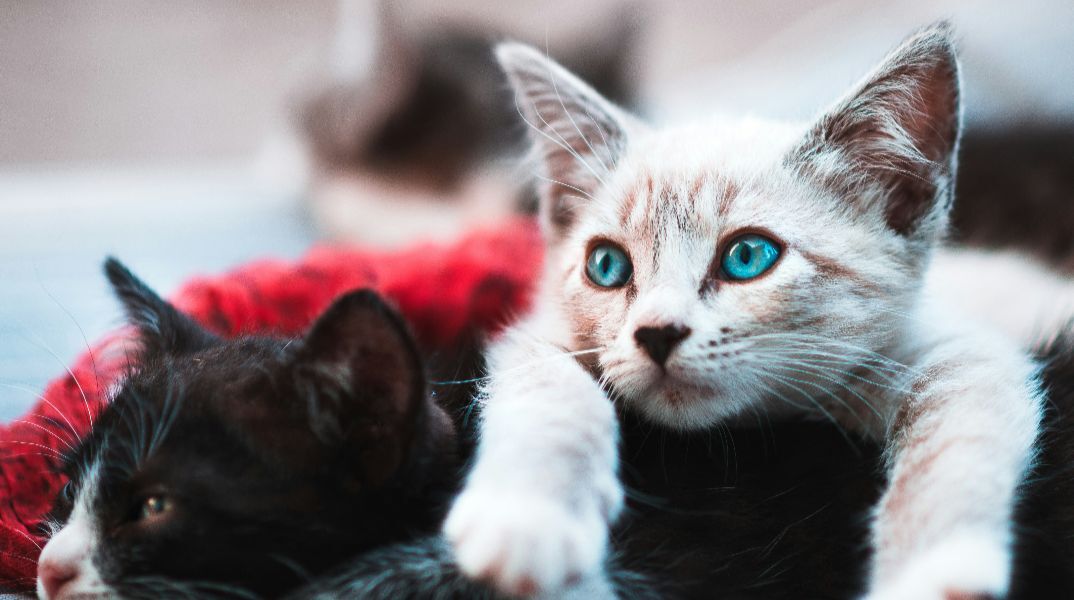 Οι γάτες εμφανίζουν άνοια όπως οι άνθρωποι – και ίσως κρύβουν το μυστικό για την αντιμετώπισή της