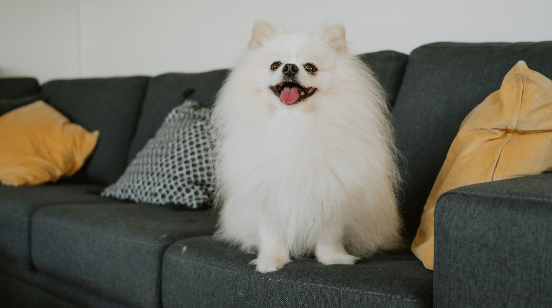 Μικροσκοπικός σκύλος έδιωξε αρκούδα από σπίτι στις ΗΠΑ και απέδειξε ότι το θάρρος νικά το μέγεθοςΜικροσκοπικός σκύλος έδιωξε αρκούδα από σπίτι στις ΗΠΑ και απέδειξε ότι το θάρρος νικά το μέγεθος