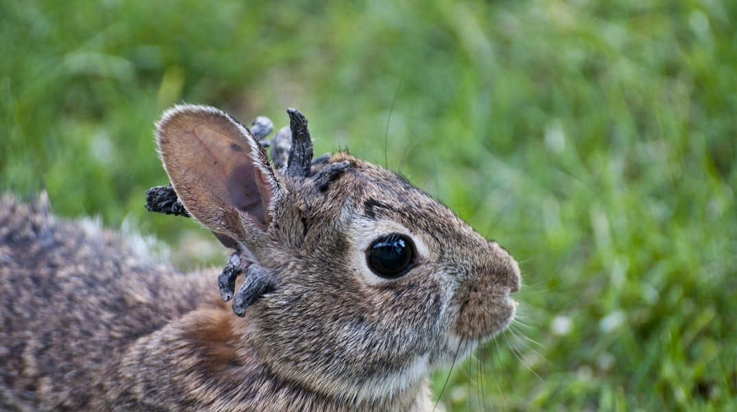 Τι συμβαίνει με τα κουνέλια «Φρανκενστάιν» στο Κολοράντο;
